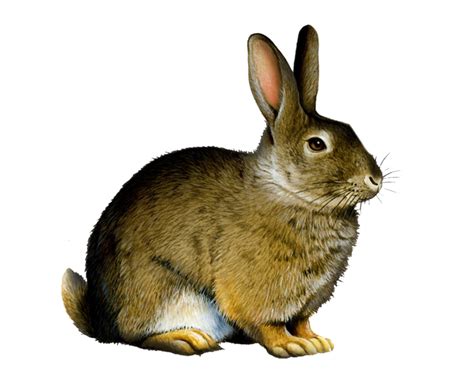 Free Png Rabbits Bunnies Transparent Rabbits Bunniespng Images Pluspng