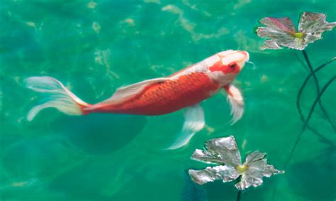 Los Peces Koi Y Su Significado 「lost In Deep Dreams」