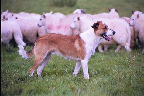 Welsh Sheepdog Welsh Sheepdog Sheepdog English Shepherd