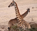 East African Wildlife Safari » GRASSROOTS ADVENTURES