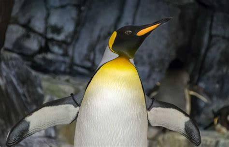 50 Surprising Emperor Penguin Facts Your Kids Will Love 2024