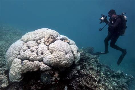 Amended by financial sector regulation act 9 of 2017. The Mass Bleaching of Corals globally may be Inevitable ...