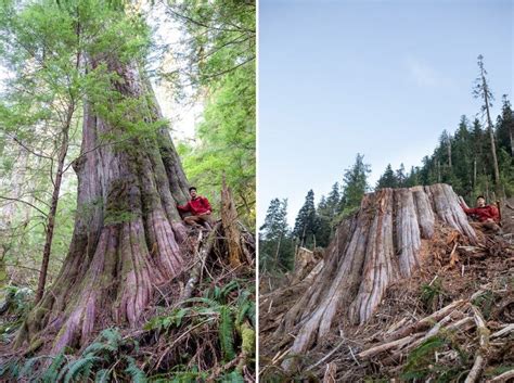 Imagenes De Bosques Ancestrales Destruidos Revelan El Antes Y El Despu S