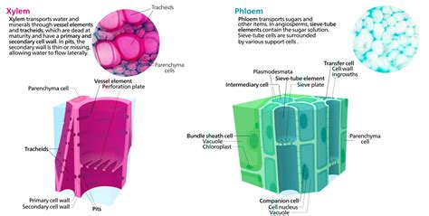 Plant Cell Diagram A Level A Level Biology Ocr Notes Cell Structure