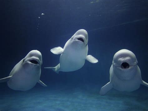 Beluga Whales So Cute They Look Like Theyre Singing