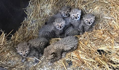 Taronga Western Plains Zoo Welcomes Six Cheetah Cubs