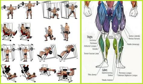 Sure, the squat is a fantastic lower body movement, but learning how to get bigger legs also comes to understanding exercise selection. Gain Leg Mass With This 4 Week And Daily Multiple Exercise ...