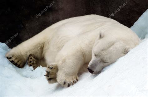 Images Sleeping Polar Bear Sleeping Polar Bear — Stock Photo