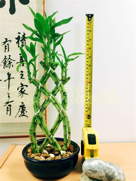 How to divide bamboo to get more. 1 LUCKY BAMBOO RIBBON PLANT EVERGREEN INDOOR BONSAI IN ...