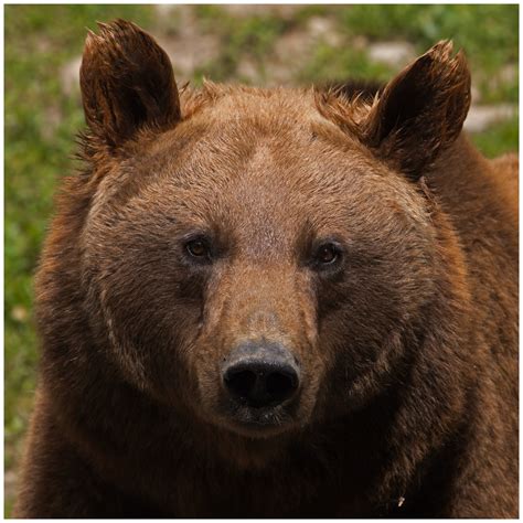 why does the bear have wet ears this is a female brown b… flickr