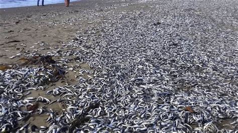 Tens Of Thousands Of Dead Fish Wash Up On Sakhalin Island