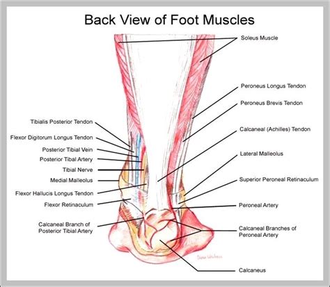 The difference between ligaments and tendons lies simply in the type of elements they connect and they are found only in the leg. Foot And Ankle Muscles Diagram - Big Teenage Dicks