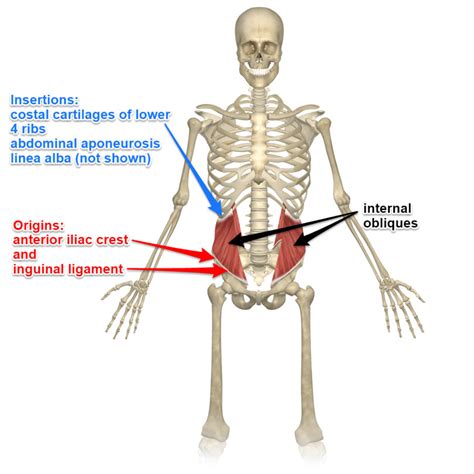 Internal Oblique Origin And Insertion Renew Physical Therapy