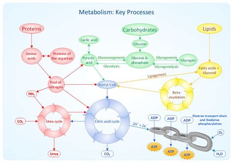 Metabolic Pathway Map Sample Metabolism Key Processes Mind Map