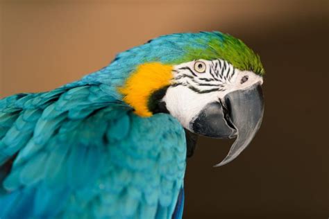 Parrot Bird Profile Beak Color Wallpapers Hd Desktop And Mobile