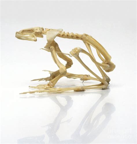 Frog Skeleton Photograph By Dave King Dorling Kindersley Fine Art