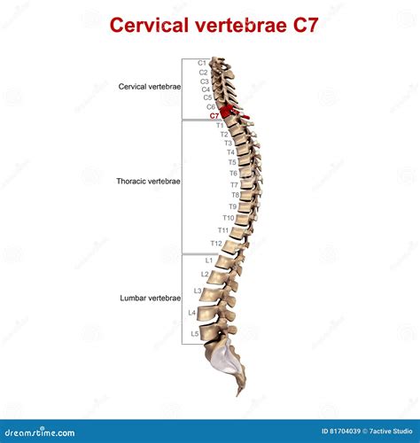 Cervical Vertebrae C7 Stock Image Image Of Anatomy Bones 81704039