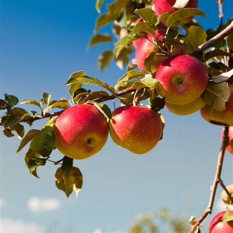 Honeycrisp And Cortland Twisted Apple Trees For Sale