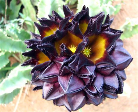 East African Plants A Photo Guide Caralluma Speciosa Nebr Nebr