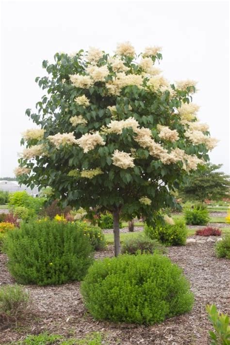 First Editions Snowdance Japanese Tree Lilac Syringa Reticulata Bailnce Pp20458 Plants