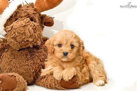 It is one of the best breeder offering beautiful & playful cavapoo puppies & dog available for adoption in usa. Cavapoo puppy for sale near Columbus, Ohio | acb37d5f-2101