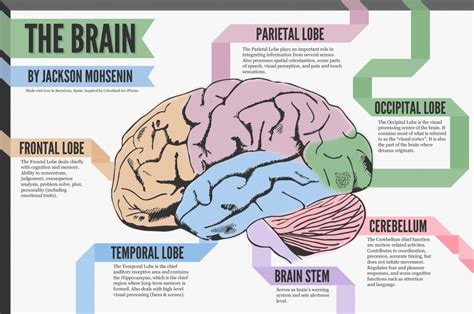 Jackson Mohsenin Illustrates The Different Parts Of The Human Brain In