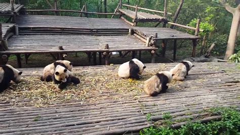 Chengdu Research Base Of Giant Panda Breeding Youtube