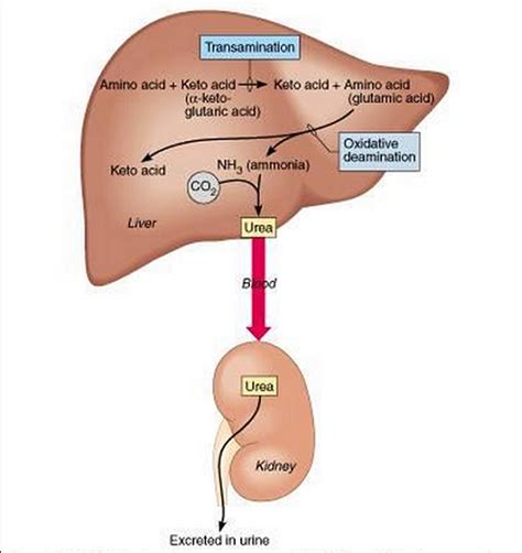 Assimilation And Role Of The Liver Biology Notes For Igcse 2014