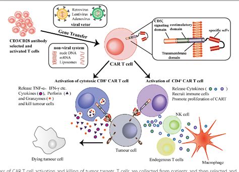 Chimeric Antigen Receptors For Adoptive T Cell Therapy In Acute Myeloid