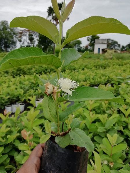 Organic Taiwan Pink Guava Plants For Farming Feature Disease Free