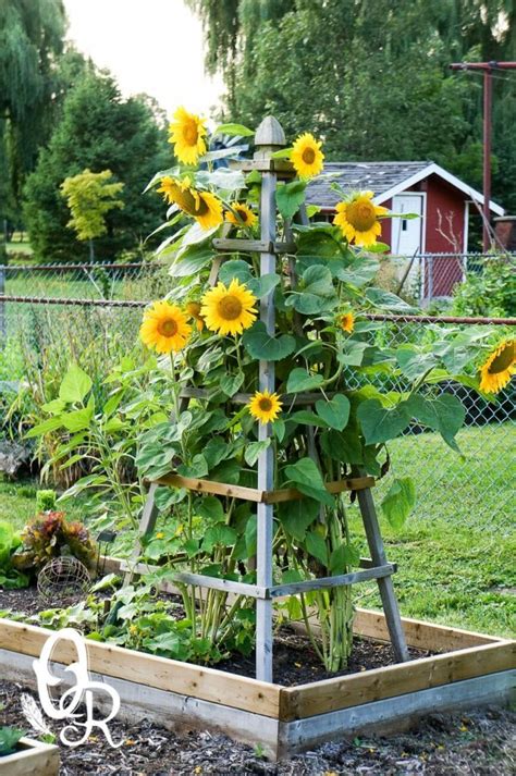 Sunflower The Flower Of The Sun Great Ideas For Your Yard And Garden