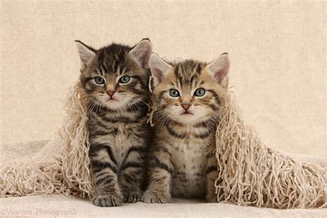 Cute Tabby Kittens Under A Shawl Photo Wp36206