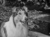 What Breed of Dog Was Lassie? Famous TV Character Facts & FAQ | Pet Keen