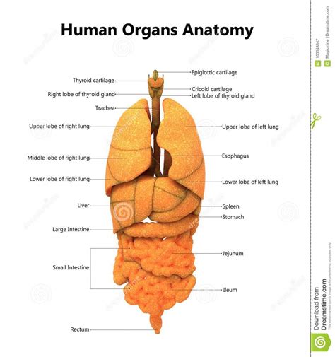 Human Body Organs Anatomy With Detailed Labels Stock Illustration