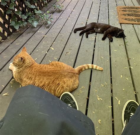 My Neighbors Cats Have Commandeered My Deck For Additional Lounging