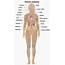 Female Body Diagram With Names  Human Anatomy Internal