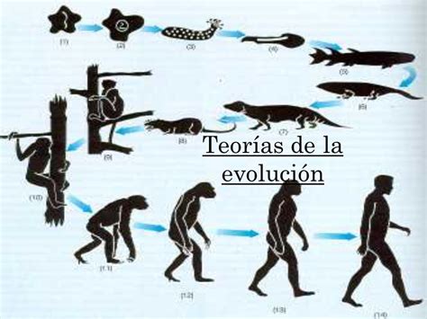 Teoria De La Evolución Aprenda Historia De La Humanidad