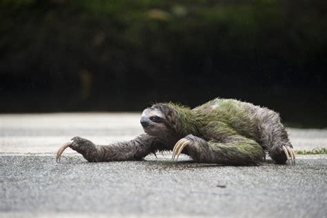 Why Did The Wildlife Cross The Road The Sloth Conservation Foundation