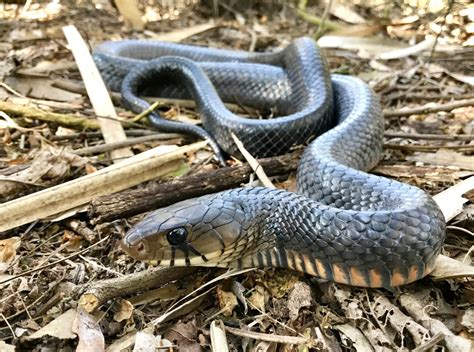 Texas Indigo Snake Animal Facts Drymarchon Melanurus Erebennus Az