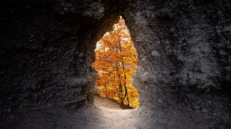 Download Wallpaper 2560x1440 Cave Trees Yellow Autumn Nature