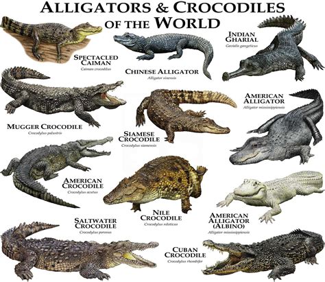 Alligators And Crocodiles Of The World To Poster Print Etsy In 2020