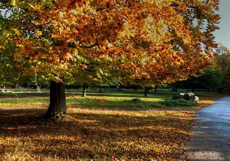 Autumn Trees Hdr Free Photo Download Freeimages