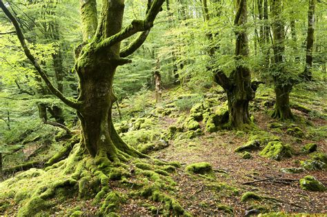 Forest Moss Wallpapers Wallpaper Cave