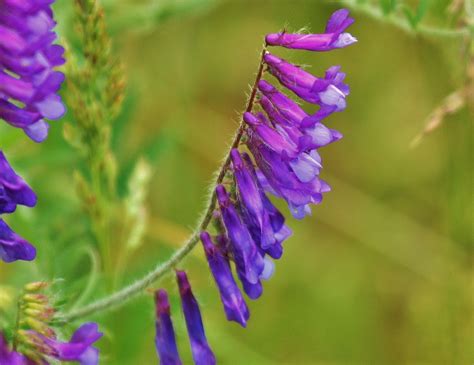 Cow Vetch The Cow Vetch Vicia Cracca Is Another Colorful Flickr