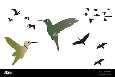 Flying Birds Vector Collection Stock Vector Image And Art Alamy