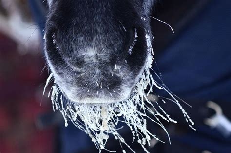 Baby Its Cold Outside Beautiful Horses Animals Baby Cold