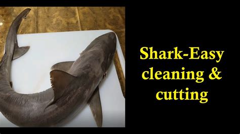 How To Cut Shark Fish Episode 65 Youtube