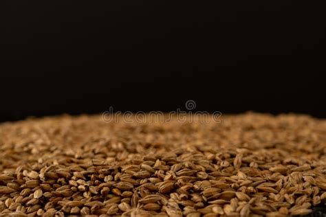 Barley Beans Grains Of Malt Close Up Barley On Sacking Background