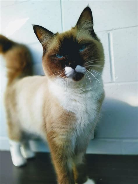 Callie Female Birman Mix Cat In Qld Petrescue