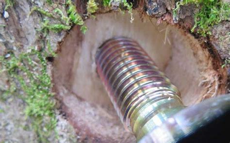 Can You Repair A Split Tree Trunk Best Way